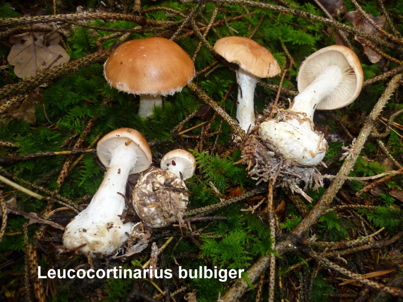 Leucocortinarius bulbiger-amf2065.jpg - Leucocortinarius bulbiger ; Syn1: Cortinarius bulbiger ; Syn2: Armillaria bulbigera ; Nom français: Leucocortinaire bulbeux